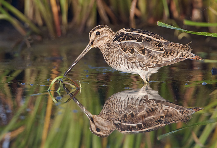 de watersnip.web.jpg